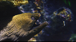 Electric Eel the Shocking Truth