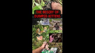 The plight of abandoned kittens in Indonesia