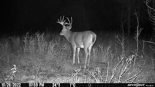 Big non typical whitetail buck