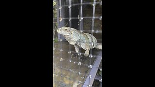 Lewisi Hybrid Blue Iguana