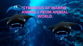 SYMBIOSIS OF MARINE ANIMALS FROM ANIMAL WORLD