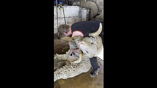 Shearing a Massive Rambouillet Ram 🐏