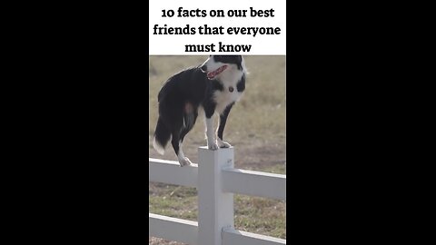 10 facts on our best friends that everyone must know