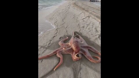 Can an octopus eat you?