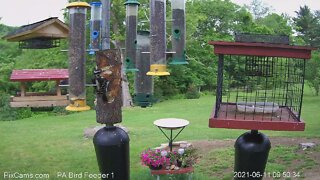 Hairy woodpecker vs Blue jay