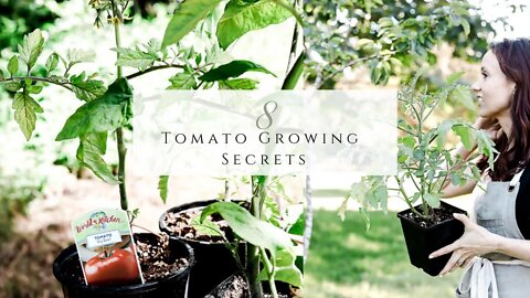 8 Tomatoes Growing Secrets