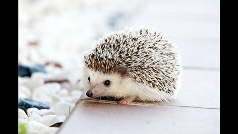 Cute Hedgehogs An Adorable Compilation of Spiky Friends!