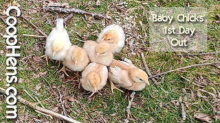 Baby Chicks' First Day Outside