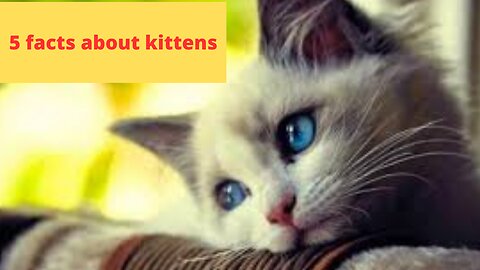 5 facts about kittens
