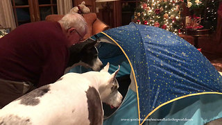 Grandpa Has Fun Playing With Great Danes and Cats in Tent