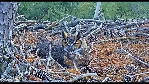 Cleaning Her Beak and Rolling Her Egg 🦉 2/11/22 14:11