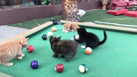 Baby Kittens Playing Pool