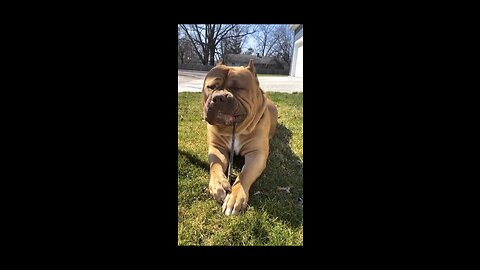 GIANT Pit Bull loves chomping on “trees” 🦁🪵😋