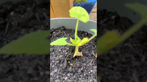 Baby zucchinis