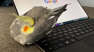 Parrot loves to take a nap on laptop