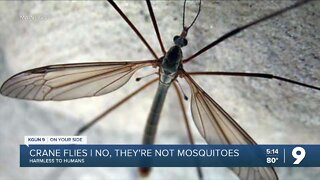 Crane flies: No, they're not mosquitoes