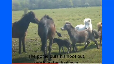 Mean Horses Steal A Baby Horse From Mom - Or Maybe Other Things Are Happening