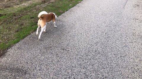 Getting the miles in 🙌🐶🇦🇺