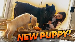 Cane Corso Meets Golden Retriever PUPPY - HUGE GIVEAWAY!