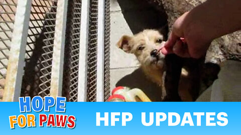 Hope For Paws - Updates (By Eldad Hagar) - Please subscribe