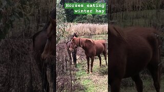 Horses eat winter hay