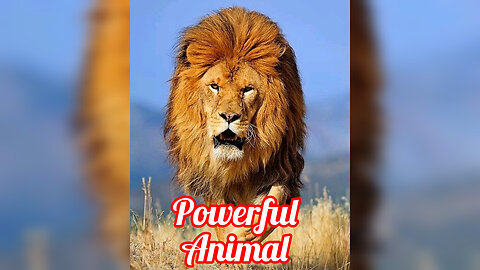 A Most Powerful Animal In Forest | Animal Video |Biggest Lion in the World! (2024)