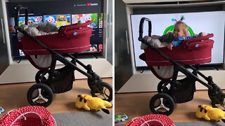 Baby Has Priceless Reaction After Hearing 'Cocomelon' Theme Song