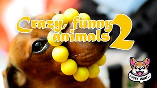 Crazy Funny animals 2 - Juggling Dog Performs Incredible Tricks