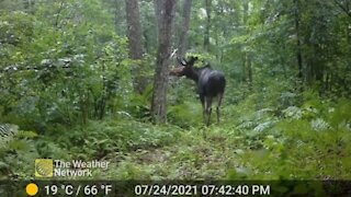 Trail cam captures large moose enjoying a summer rain