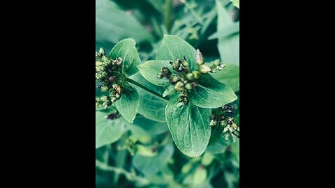 Vermont Pure Herbs presents St.John’s Wort(Hypericum perforatum)