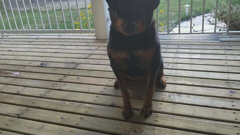 Rottweiler Training 😋 #rottweiler