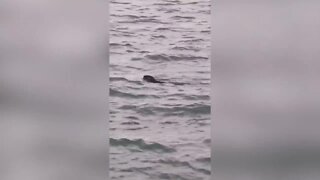 River otter spotted on Detroit River, a sign of cleaner water