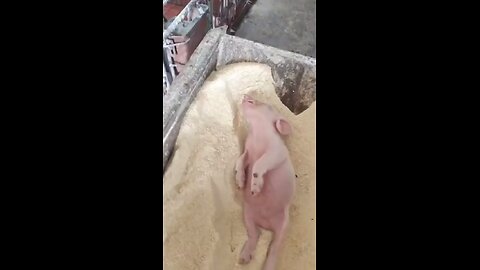 Just sleep not died #cutepig #funnypig #pig #piglove #cutepet #pet #petlove