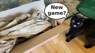 Vilma Cat Solves Box Food Puzzle - First Ever Try!