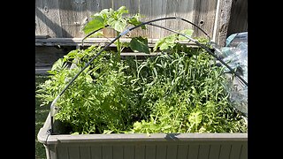 My Vegetable Garden BEFORE and AFTER the Windy Weekend