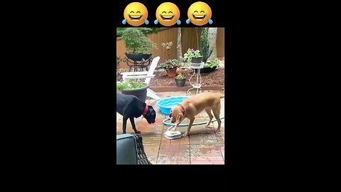 Funny videos | funny animals videos