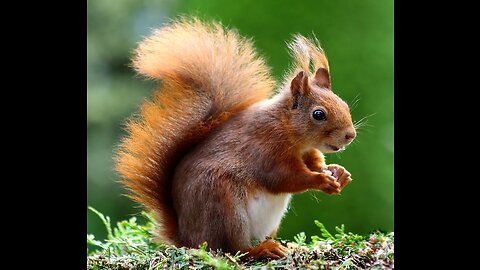 The beautiful of Animals Squirrel