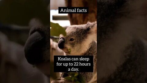 Interesting Animals facts #shorts #science