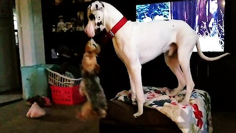 Great Dane climbs onto furniture to swing his little friend through the air