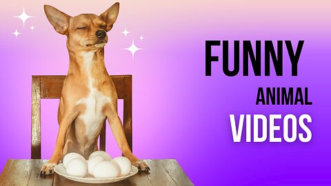 Funniest animals vidéos complitaion be...😂😂