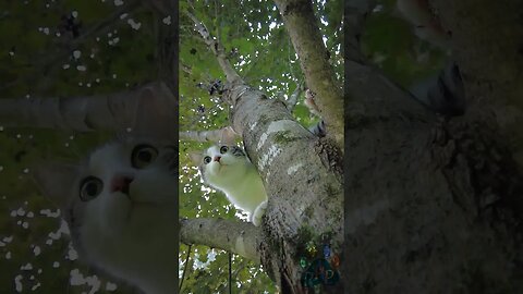 Marshall in a tree.