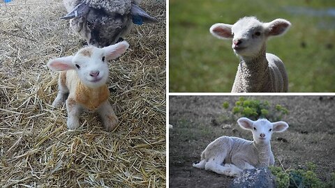 Baby Lamb (Sheep) Goes Baa - CUTEST Compilation