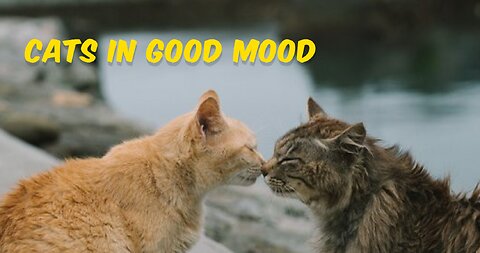 Cats In Good Mood ❤ !!!