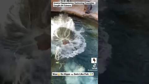 Insane Hippopotamus Swimming Freestyles Caught On Camera @sanaatoniozoo on TikTok #shorts #animals