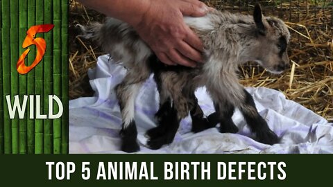 Top 5 Weirdest Animal Birth Defects Recorded In History | #5WILD