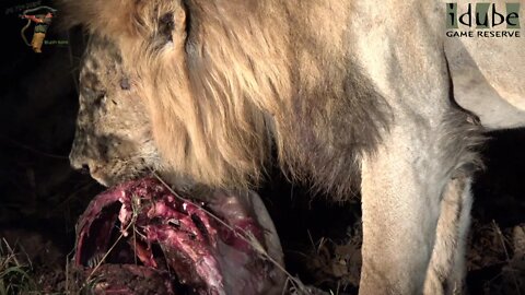 Big Lions Eat Little Giraffe Calf