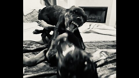 Training my Rottweilers to be aggressive!￼