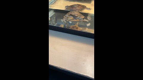 Red-Eared Slider Turtle Is Swimming In The Tank #subscribe #shorts #viral #trending #turtle #animal