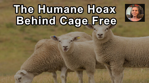 The Humane Hoax Behind Cage Free, Free Range And Other Such Food Labels - Hope Bohanec - Interview