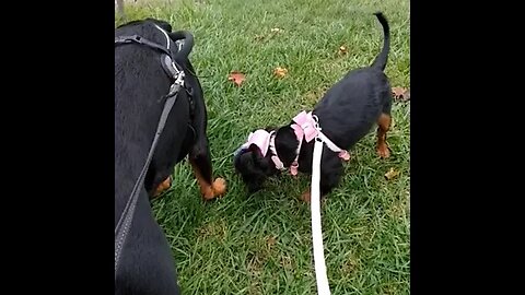 Bella and Roscoe Outside 🐾🐕🐾#rottweiler #cavalierkingcharles #puppy #cute